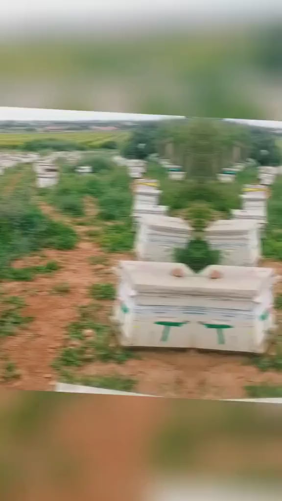 Miel de Jujubier Sidr de Berkan (Maroc)